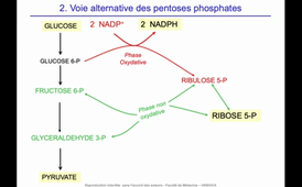 J11. Aspects biochimiques du métabolisme - Devenir des nutriments glucidiques _ Voie des pentoses phosphates_default_44d1f0f6 (1).mp4