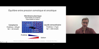 J4. Aspects physio des transferts transmembranaires _ cours 3 Equilibre osmotique de l'eau_default_ee5c9ed9.mp4