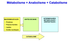 j9-bioenergetique-cours-1-introduction.mp4