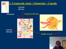 L2 STAPS. Physiologie des adaptations. Cours 5.