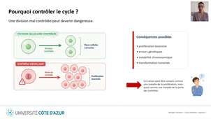 Biologie cellulaire LAS - Cycle cellulaire - Capsule 1