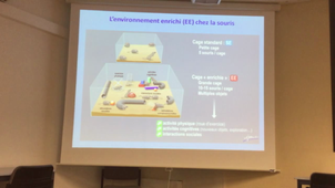 Contribution of the environmental enrichment model in mice in understanding the links between the nervous and immune systems.