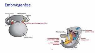 Ontogenèse du tractus génital - LAS1