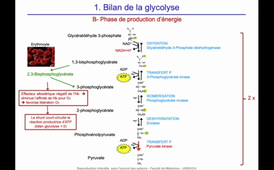 J11. Aspects biochimiques du métabolisme - Devenir des nutriments glucidiques - Dégradation _ Glycolyse II_default_2b2331e9 (1).mp4