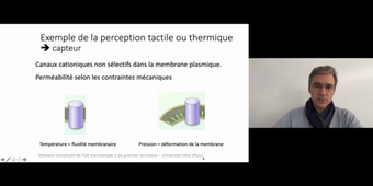 J5. Potentiel d'action neuronal _ cours 6 Uniformité du signal et diversité d'action_default_77cbbf65 (1).mp4