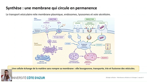 Biologie cellulaire LAS - Membranes cellulaires et échanges - Capsule 4