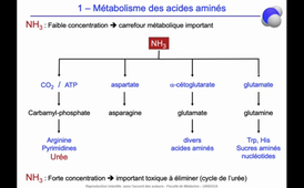 J12. Aspects biochimiques du métabolisme - Devenir des nutriments protéiques - Catabolisme des acides aminés _ Elimination du groupement aminé_default_8385e3ad (1).mp4