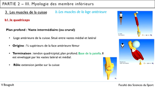 Capsule_21_Partie 2.III.3.b. Myologie de la loge antérieure de la cuisse