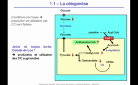 J12. Aspects biochimiques du métabolisme - Utilisation des nutriments mis en réserve - Cétogenèse et synthèse de cholestérol_default (1).mp4