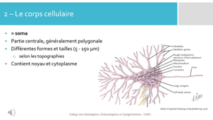 H.E.1 Neurone - CHEC_default.mp4