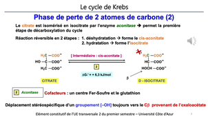 J 13. Aspects biochimiques du métabolisme. Phosphorylation oxydative _ cours 2 cycle de Krebs_default_35793719 (1).mp4