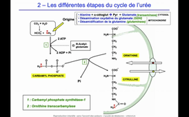 J12. Aspects biochimiques du métabolisme - Devenir des nutriments protéiques - Catabolisme des acides aminés - uréogenèse _ ammoniogenèse_default_35d92ed6 (1).mp4