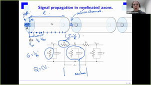 Class 6 - Modeling at the molecular and cellular level Dec 8, 2020