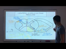 Video neuro LB voie extralemniscale.mp4