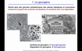 J11. Devenir des nutriments glucidiques - Stockage _ glycogénogenèse_default_a0336262 (1).mp4