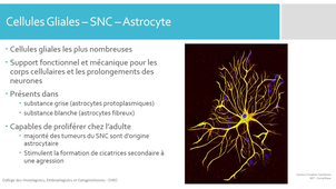 H.E.2 Cell Gliales - CHEC_default.mp4