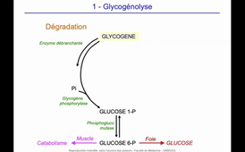 J12. Aspects biochimiques du métabolisme - Utilisation des nutriments mis en réserve - Glycogénolyse_default (1).mp4