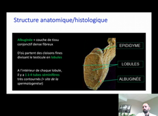 Tractus Génital Reproduction 2020-2021 Pr N Chevalier_default.mp4