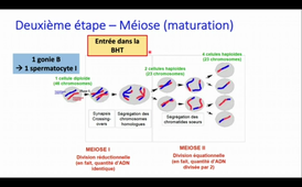 Spermatogenèse Partie 2_default.mp4