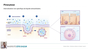 Biologie cellulaire LAS - Membranes cellulaires et échanges - Capsule 3