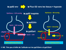 L2 STAPS. Physiologie des adaptations. Cours 9.