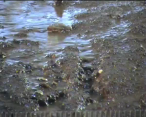 Erosion en rigoles projet UOH Degsol