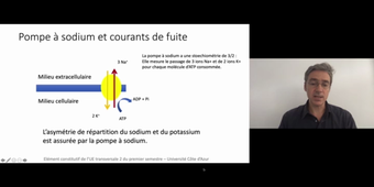 J3. Aspects théoriques des transferts transmembranaires _ cours 6 Potentiel de repos_default_09fc3312.mp4