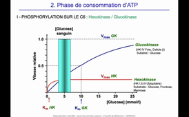 J11. Aspects biochimiques du métabolisme - Devenir des nutriments glucidiques - Dégradation _ Glycolyse I_default_e31bc4f1 (1).mp4