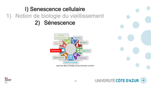 GILSON - Biologie cellulaire - Partie I - Senescence - 2/4