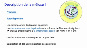 Méiose - LAS1