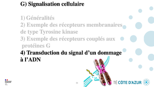 GILSON - Biologie cellulaire - Partie G - Signalisation cellulaire - 4/5