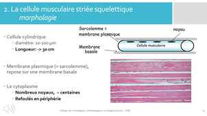 H.D.1 Tissu Musculaire Strie - CHEC_default.mp4