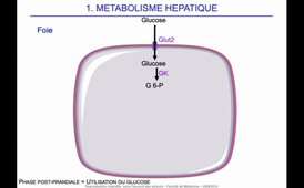 J16. Homéostasie. cours 5. Métabolisme et coopération tissulaire_default (1).mp4