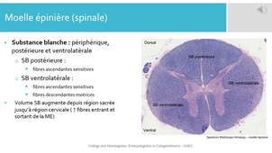 H.E.3 Parenchyme Neuro - CHEC_default.mp4