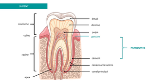 ECUE 10 Odontologie cours n°2_default.mp4