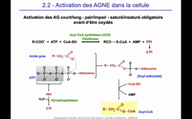 J12. Aspects biochimiques du métabolisme - Utilisation des nutriments mis en réserve - Lipolyse et béta-oxydation_default (1).mp4