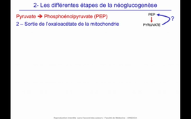 J12. Aspects biochimiques du métabolisme - Utilisation des nutriments mis en réserve - Néoglucogenèse_default (1).mp4