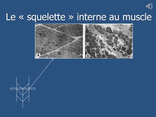 ECUE 10 Odontologie cours n°3_default.mp4