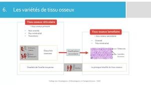 H.C.3 Tissu osseux - CHEC_default.mp4