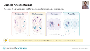 Biologie cellulaire LAS - Cycle cellulaire - Capsule 5
