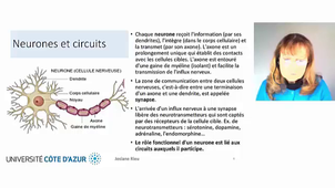 réussir2 neuroplasticité.mp4