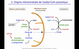 J11. Aspects biochimique du métabolisme - Devenir des nutriments glucidiques. Stockage - Lipogenèse_default (1).mp4