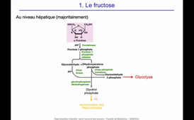 J11. Aspects biochimiques du métabolisme - Devenir des nutriments glucidiques - Catabolisme  du fructose et du galactose_default (1).mp4