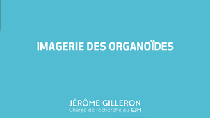 Imagerie des organoïdes