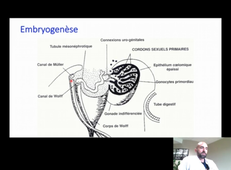 Ontogenèse Tractus Génital Reproduction 2020-2021 Pr N Chevalier_default.mp4