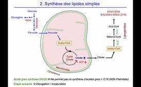 J12. Aspects biochimiques du métabolisme - Devenir des nutriments lipidiques - Synthèse des lipides simples et complexes_default (1).mp4