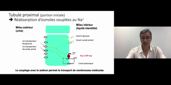 J4.Flux trans-épithéliaux _ cours 2 Epithélium rénal_default_817fb50a.mp4