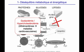 J16. Homéostasie - cours 6. Exemples de pathologies du métabolisme_default (1).mp4