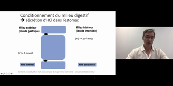 J4.Flux transépithéliaux _ cours 1 Epithelium digestif_default_9b5fdca9.mp4