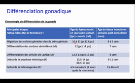 Spermatogenèse Partie 1_default.mp4